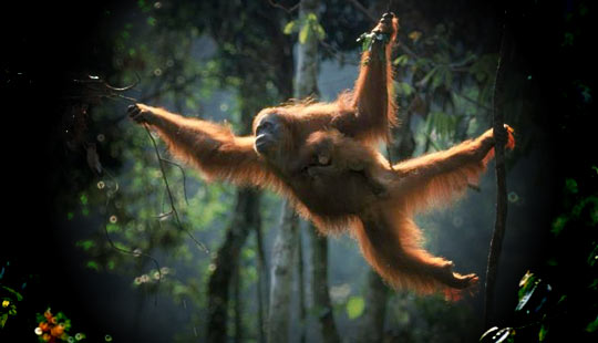 Orangutan Signing